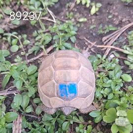 T. marginata ALBINO caram. T+ BABY cb 2024 (9237)