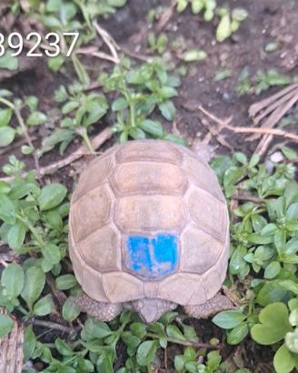 T. marginata ALBINO caram. T+ BABY cb 2024 (9237)