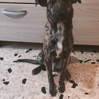 Cucciolo di 9 mesi