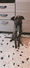 Cucciolo di 9 mesi