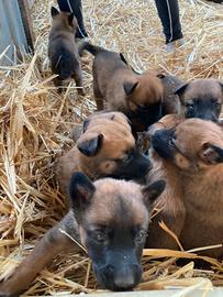 Cuccioli malinois