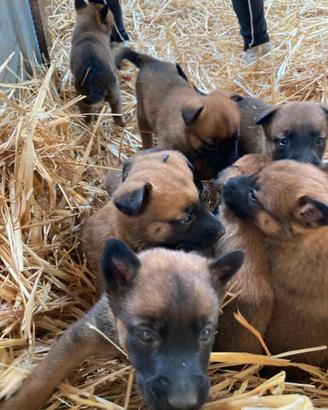 Cuccioli malinois