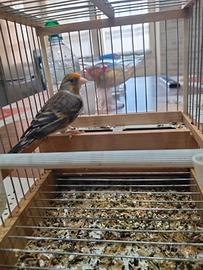 uccelli