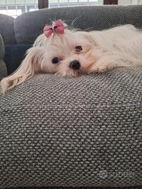 Maltesi con PEDIGREE ENCI