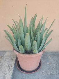la pianta di aloe vera 
