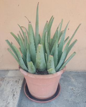 la pianta di aloe vera 