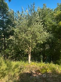 Pianta di ulivo