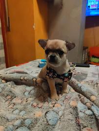 Chihuahua Pedigree ENCI