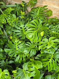 Monstera deliciosa