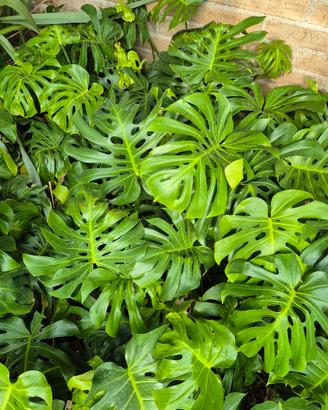 Monstera deliciosa
