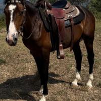 Cavallo