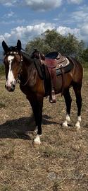 Cavallo