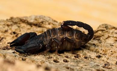 Chaerilus stockmannorum scorpione