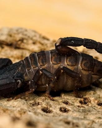 Chaerilus stockmannorum scorpione