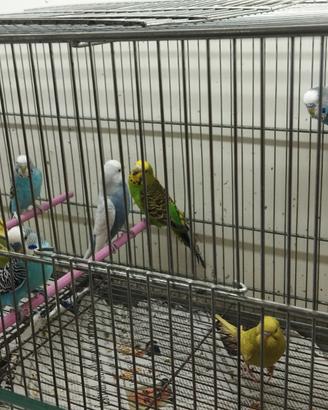 pappagallini cocorite 