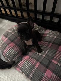 Bouledog Francese con Pedigree