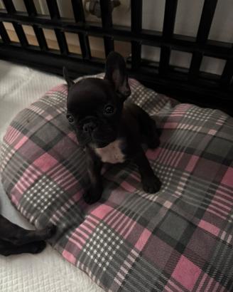Bouledog Francese con Pedigree