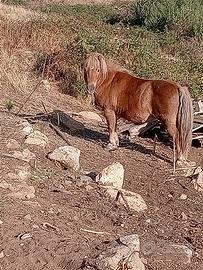 Cavallo