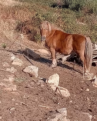 Cavallo
