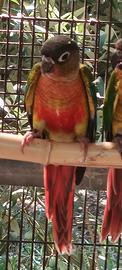 Pyrrura molinae