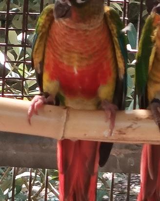 Pyrrura molinae