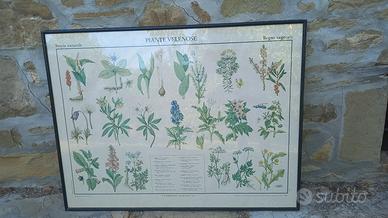 "Piante velenose" cartellone didattico vintage
