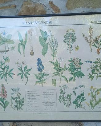 "Piante velenose" cartellone didattico vintage