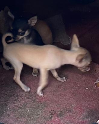 Chiwawa