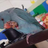 Parrocchetti dal collare adulti