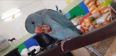 Parrocchetti dal collare adulti