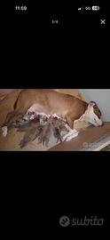 Cuccioli americanbully