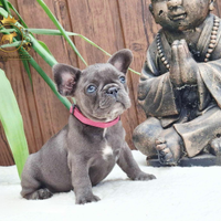 Dolcissima femminuccia Blue bulldog francese
