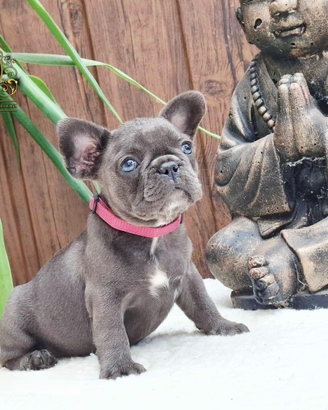 Dolcissima femminuccia Blue bulldog francese