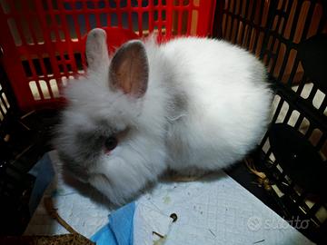 Coniglietto Nano