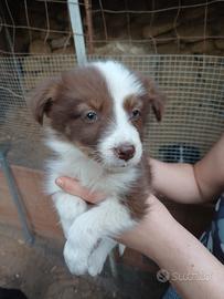 Border collie cuccioli