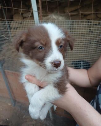 Border collie cuccioli