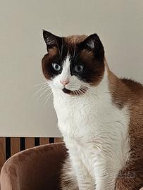 Gatto snowshoe