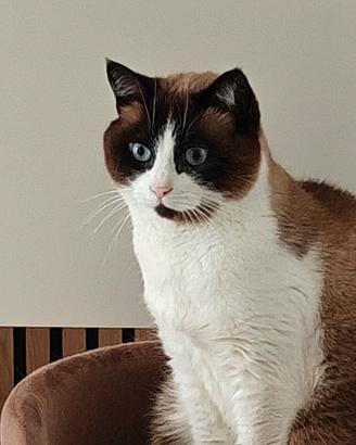 Gatto snowshoe
