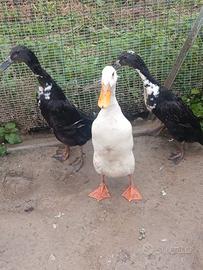 Anatre corritrici indiane