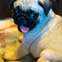 Cuccioli di Carlino