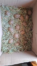 Tartaruga geochelone sulcata