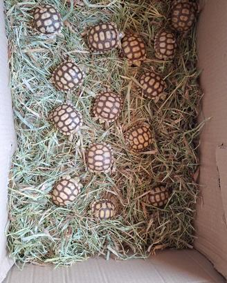 Tartaruga geochelone sulcata