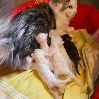 Maine Coon con pedigree