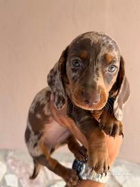 Bassotto tedesco choco arlecchino