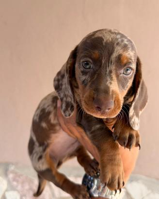 Bassotto tedesco choco arlecchino