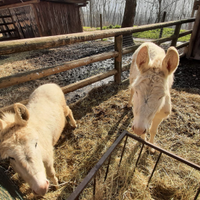 Coppia asino bianco sardi