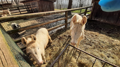 Coppia asino bianco sardi