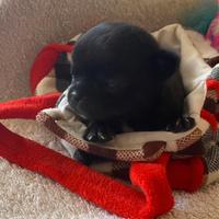Chihuahua