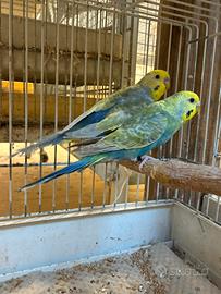 Cocorita coppia riproduttiva