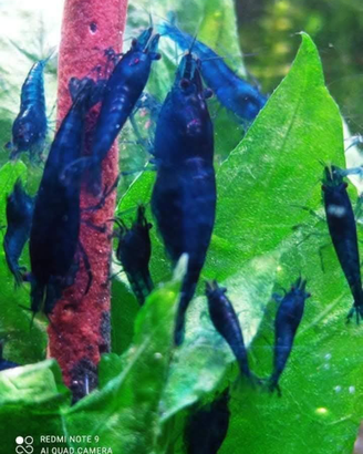 Caridine di selezione